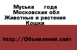 Муська 2,5 года - Московская обл. Животные и растения » Кошки   